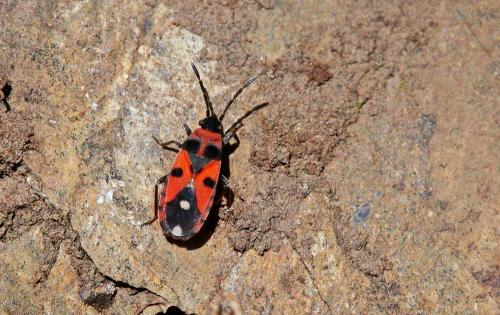 Horvathiolus superbus